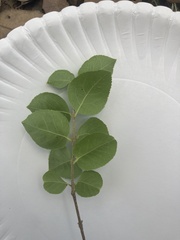 Forestiera reticulata