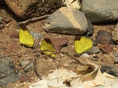 Eurema simulatrix tecmessa