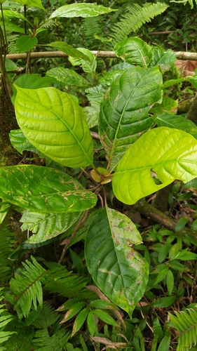 Neonauclea forsteri observed 2022-09-20