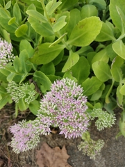 Hylotelephium spectabile