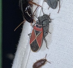 Neacoryphus bicrucis