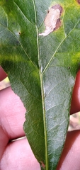 Kokkocynips