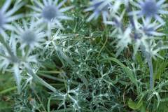Eryngium bourgatii