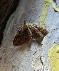 Xanthorhoe quadrifasiata