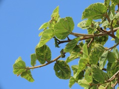 Ficus sycomorus sycomorus