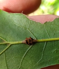 Kokkocynips