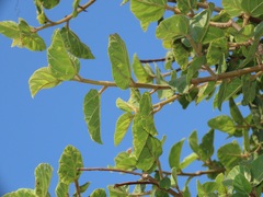 Ficus sycomorus sycomorus