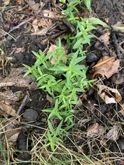 Pycnanthemum verticillatum