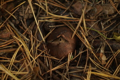 Geastrum triplex
