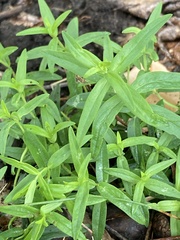 Pycnanthemum verticillatum