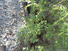 Ambrosia confertiflora