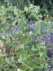 Croton glandulosus septentrionalis