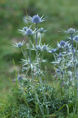 Eryngium bourgatii