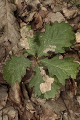 Tischeria ekebladella