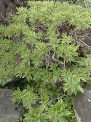 Heliotropium arboreum