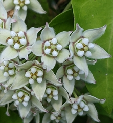 Funastrum cynanchoides