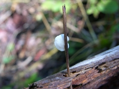 Crepidotus epibryus