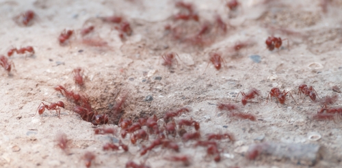 Red Harvester Ant