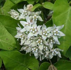 Funastrum cynanchoides