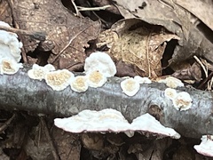 Peniophora albobadia