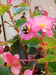 Bombus impatiens