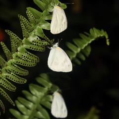 Pieris canidia