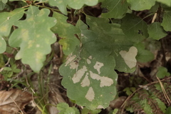 Tischeria ekebladella