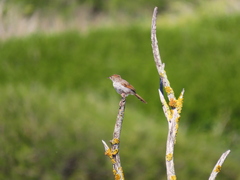 Cisticola subruficapilla