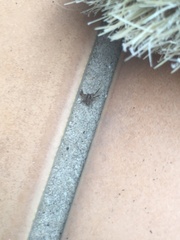 Xysticus cristatus