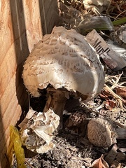 Chlorophyllum