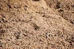 Callisaurus draconoides