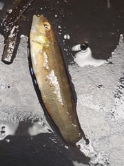 Tautogolabrus adspersus