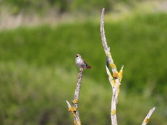 Cisticola subruficapilla