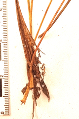 Helichrysum nudifolium