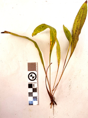 Helichrysum nudifolium