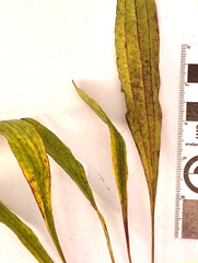 Helichrysum nudifolium