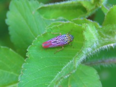 Graphocephala edwardsii