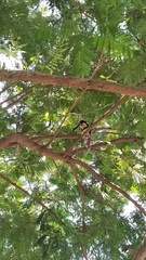 Pteroglossus torquatus