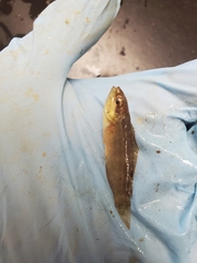 Tautogolabrus adspersus