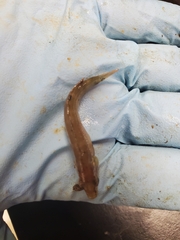 Tautogolabrus adspersus