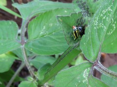 Poecilocapsus nigriger