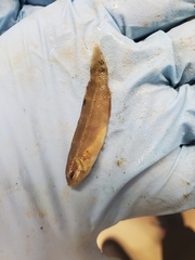 Tautogolabrus adspersus