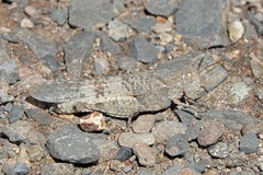 Trimerotropis occidentalis