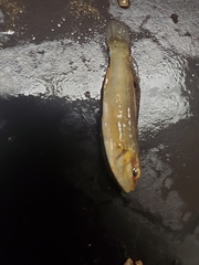 Tautogolabrus adspersus