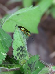 Poecilocapsus nigriger