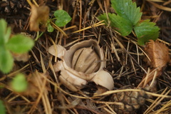 Geastrum triplex