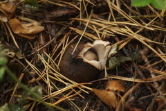 Geastrum triplex