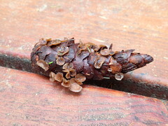 Ciboria rufofusca