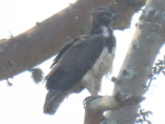 Polemaetus bellicosus