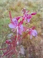 Chamaenerion dodonaei